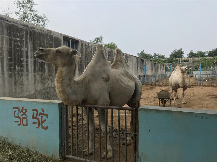 天鵝湖風(fēng)景區(qū)（泰山）速覽！(圖8)