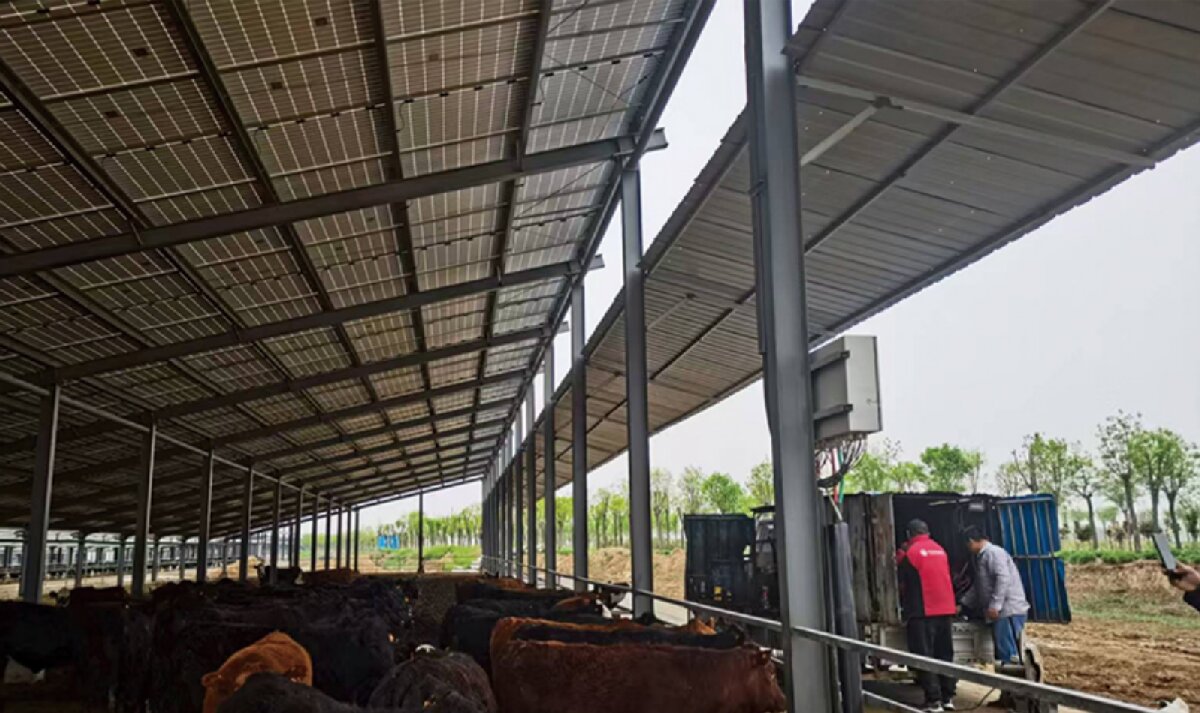 信橋鋼構：打卡蒙陰農(nóng)業(yè)溫室大棚、青州黑牛養(yǎng)殖基地！(圖4)